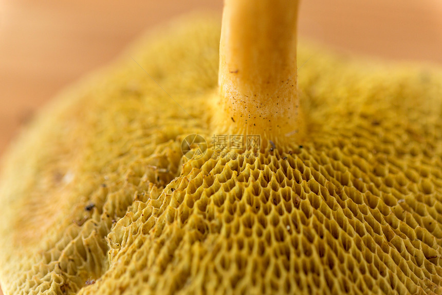 自然环境蘑菇的特写蘑菇图片