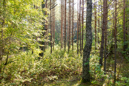 自然季节环境混合夏季森林混合的夏季森林图片