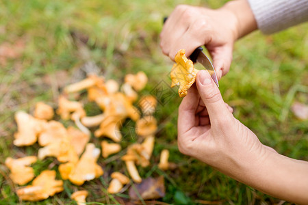 季节,自然休闲的女用刀篮子蘑菇森林里的草地上清洗桶森林里用刀子擦蘑菇图片