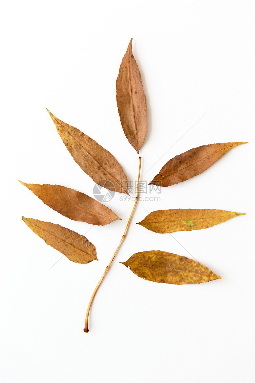 自然季节植物学白色背景下干燥的秋叶白色背景上干燥的秋叶图片