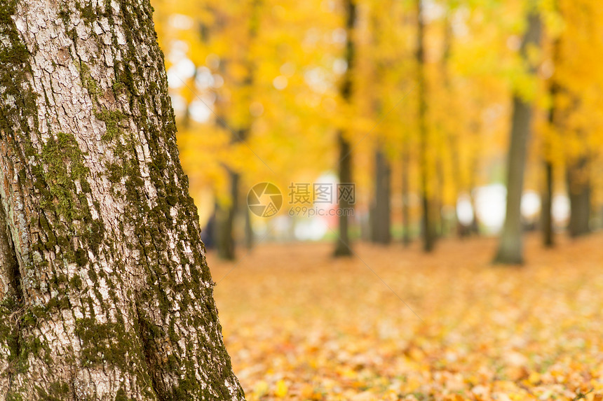 季节自然环境秋季公园用苔藓封闭树干秋季公园树干图片