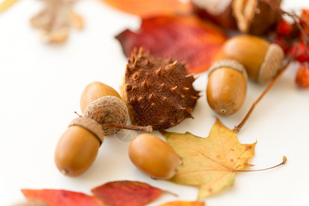 自然,季节植物学橡子,栗子壳干燥落叶白色背景橡子,栗壳,秋叶背景图片