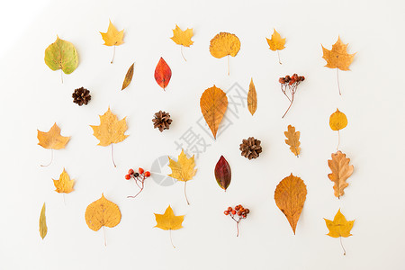自然,季节植物学同的干落秋叶,红莓松果白色背景干燥的秋叶,罗望子松果背景图片