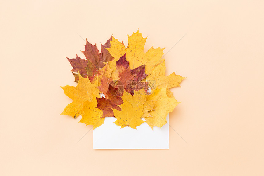 自然,季节邮件干燥秋天枫叶与信封米色背景秋天的枫叶,棕色的信封图片