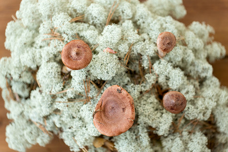 地衣真菌自然与环境驯鹿苔藓中的乳菇驯鹿地衣苔藓中的乳菇背景