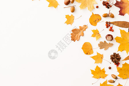 自然,季节植物学同的干落秋叶,栗子,红莓松果白色背景干燥的秋叶,罗望子松果图片