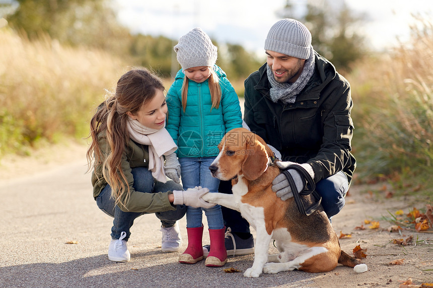 家庭,宠物人的快乐的母亲,父亲小女儿与比格犬秋天户外秋天比格犬户外快乐的家庭图片