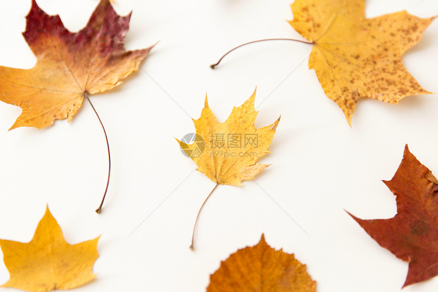 自然季节植物学白色背景下同的干秋叶白色背景上干燥的秋叶图片