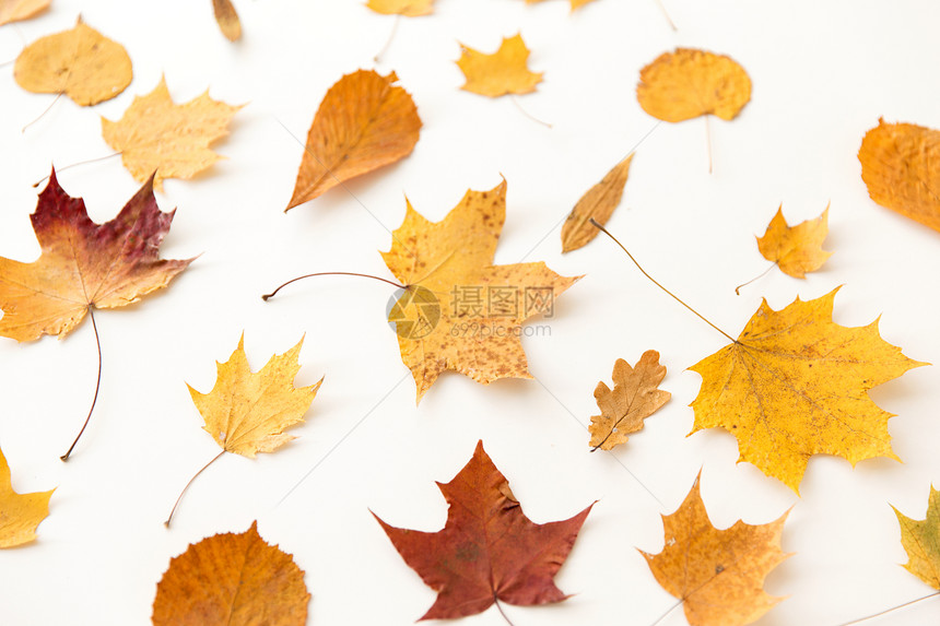 自然季节植物学白色背景下同的干秋叶白色背景上干燥的秋叶图片