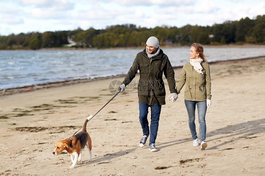 宠物,家畜人的快乐的夫妇与比格犬皮带上漫步秋天的海滩夫妇比格犬沿着秋天的海滩散步图片