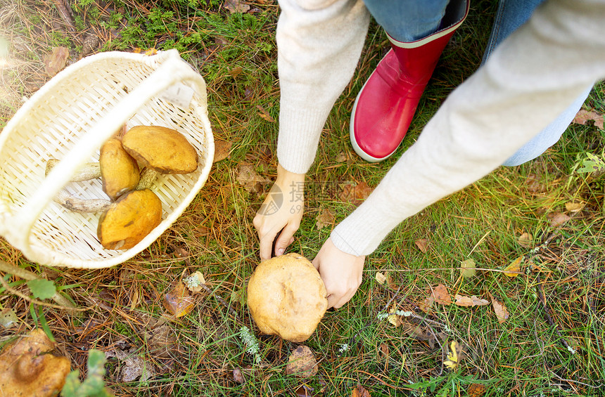 季节,自然休闲的轻的女人带着篮子刀切蘑菇秋天的森林女人秋天的森林里采蘑菇图片