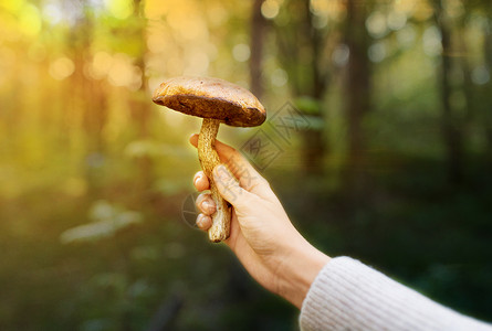 季节,自然休闲密切女手握蘑菇森林森林里用蘑菇女的手图片