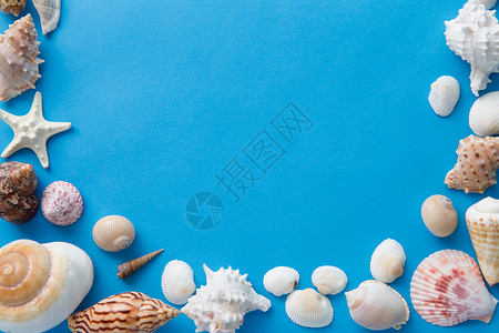 海豹夏季蓝色背景上同贝壳的框架蓝色背景上同海壳的框架背景图片