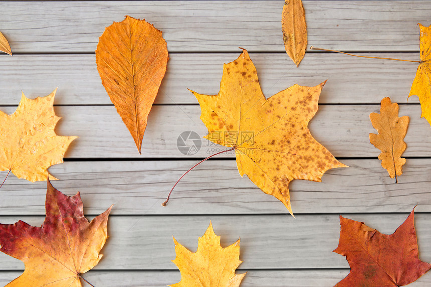 秋天干燥的秋叶图片