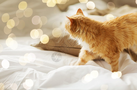 宠物红色塔比猫家床上红塔比猫家睡觉图片