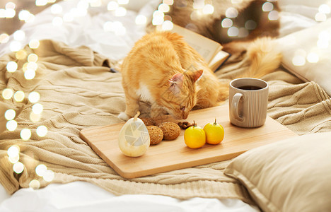 床猫橘猫家里的毛毯上闻食物背景