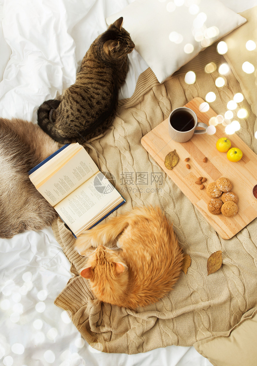 宠物,湿气家畜两只猫躺毯子上与书,柠檬茶燕麦饼干家里秋天秋天,两只猫躺家里的毯子上图片