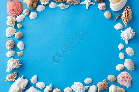 海豹夏季蓝色背景上同贝壳的框架蓝色背景上同海壳的框架背景图片