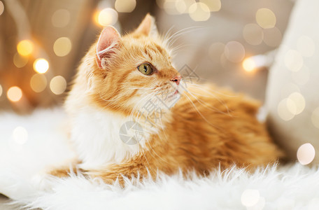 橘色猫地毯上图片