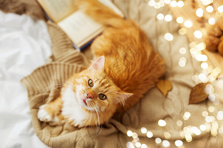 动物与书素材橘猫躺家里的毯子上背景