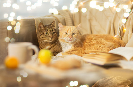 诞节的两只猫躺沙发上图片