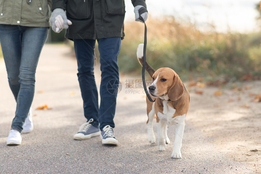 宠物,家畜人的夫妇散步与比格犬秋天的皮带秋天,夫妇带着比格犬散步图片