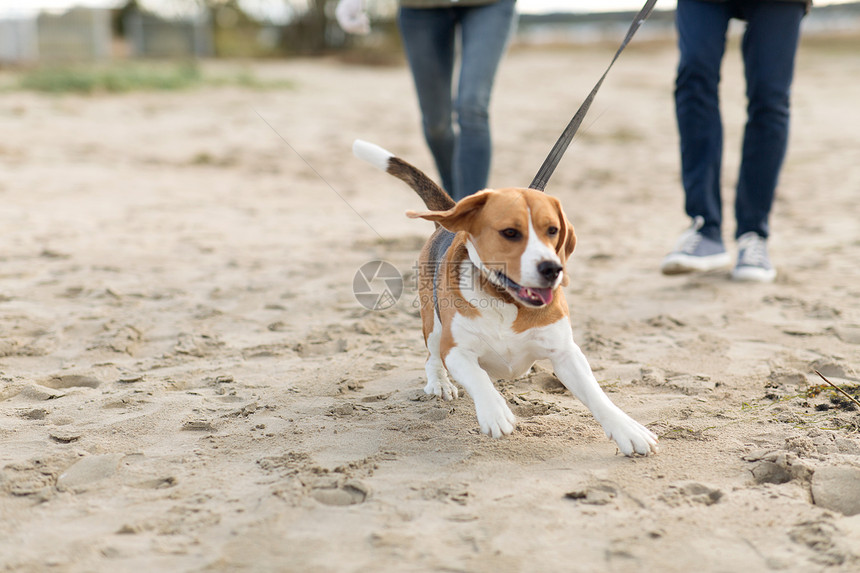 宠物,家畜人的夫妇散步与快乐的比格犬皮带上沿着秋天的海滩秋天的海滩上快乐的比格犬图片