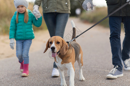家庭宠物人的母亲父亲小女儿秋天比格犬皮带上散步秋天家人狗散步图片
