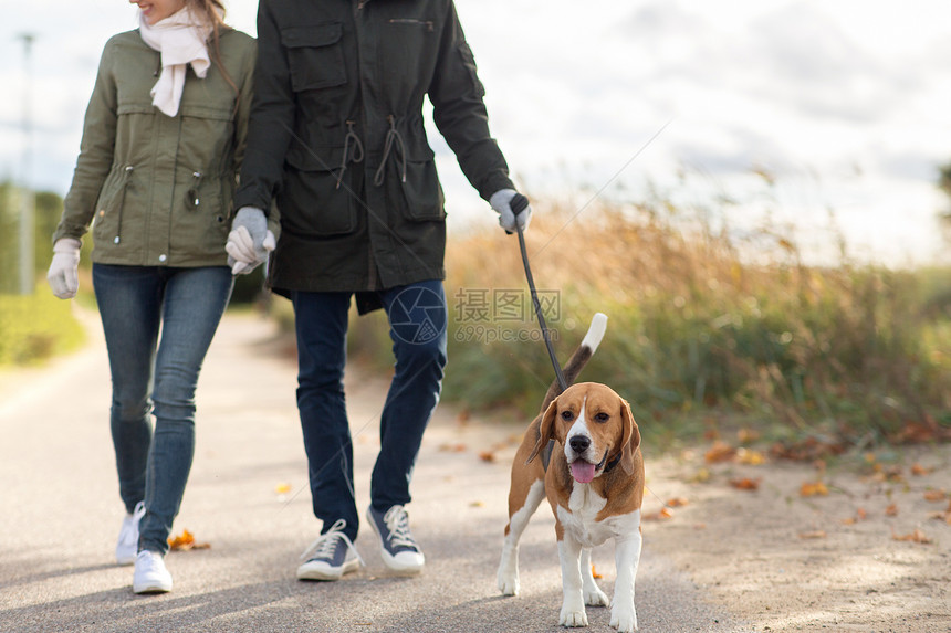 家庭宠物人的母亲父亲小女儿秋天比格犬皮带上散步秋天家人狗散步图片