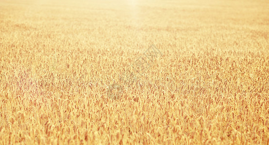 自然夏季收获农业用成熟黑麦小麦的小穗谷物田成熟黑麦小麦小穗的谷物田图片