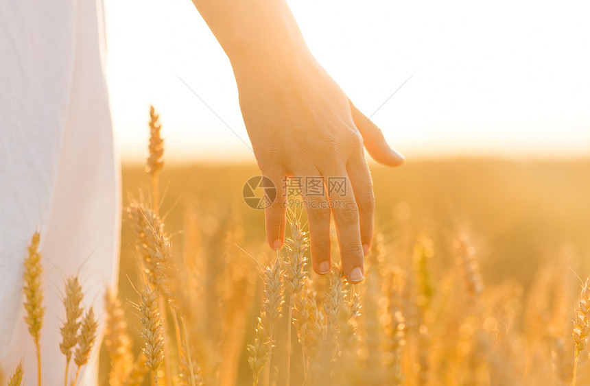 收获,自然,农业繁荣的轻的妇女谷物田触摸成熟的小麦尖刺她的手手触摸谷物场上的小麦穗子图片