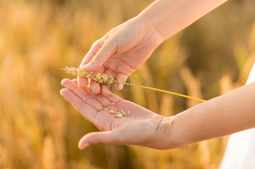 收获,自然,农业繁荣的手剥成熟的小麦穗粒壳谷物田谷物场上,双手剥皮图片