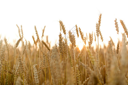 自然夏季收获农业成熟小麦小穗的谷物田成熟小麦小穗的谷物田背景图片