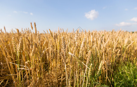自然夏季收获农业成熟小麦小穗的谷物田成熟小麦小穗的谷物田图片