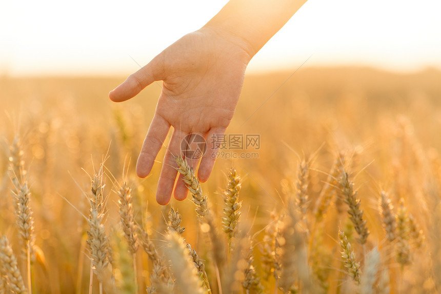 收获,自然,农业繁荣的轻的妇女谷物田触摸成熟的小麦尖刺她的手手触摸谷物场上的小麦穗子图片