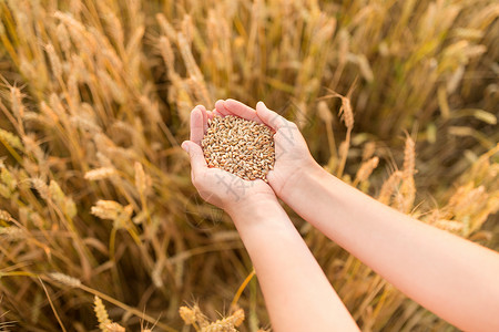 小麦粒收获,自然,农业繁荣的手成熟的小麦谷物谷物田双手捧着成熟的麦粒谷物地里背景