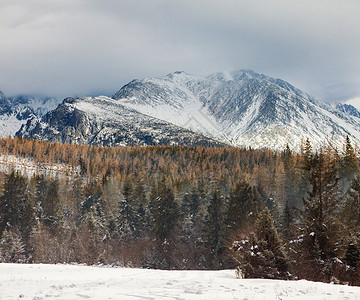 冬日里的雪山树木,雾蒙蒙的天气雪山树木中的冬日图片