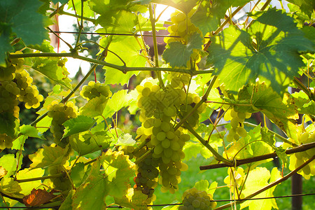 日落时挂灌木丛上的白色葡萄阳光明媚的美好日子里,白葡萄背景图片
