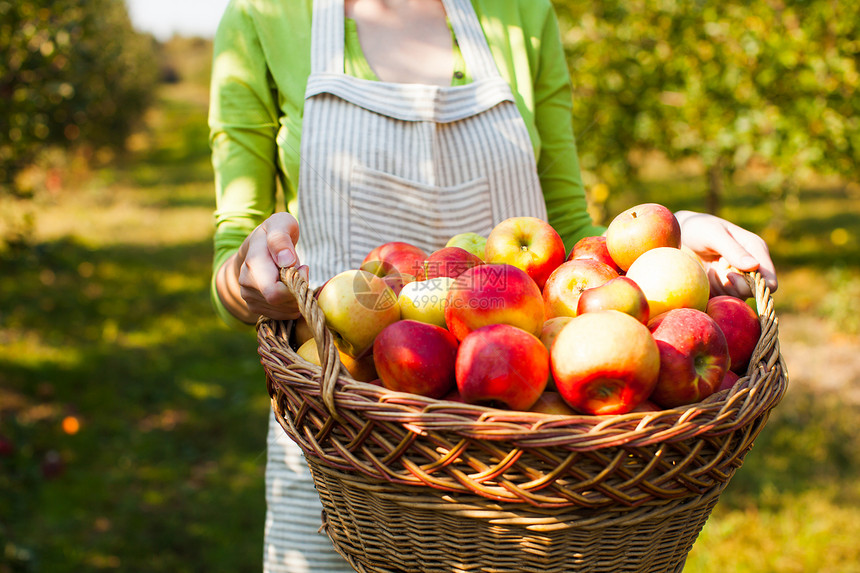 轻的女人站果园里,着带肉苹果的编篮子水果,收获季节的轻的女人着机苹果的篮子图片