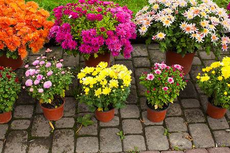 各种菊花花卉市场户外,秋季季节户外花卉市场上各种菊花图片