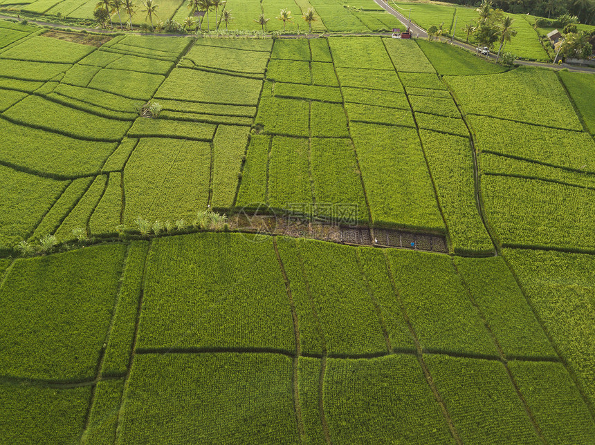 白天稻田的鸟瞰,巴厘岛,印度尼西亚图片