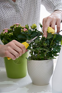 妇女修剪玫瑰盆栽与割草图片