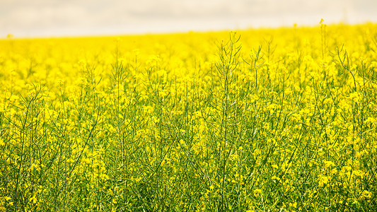 美丽的特写图片科尔萨花春天黄色绿色油菜花盛开的油菜花背景图片