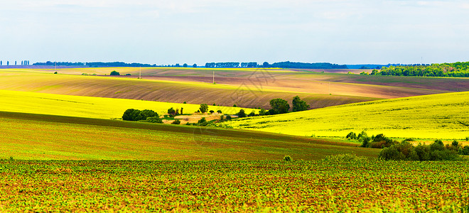 乡村景色的全景滚动农业领域春天的晴天盛开的科尔扎花高清图片