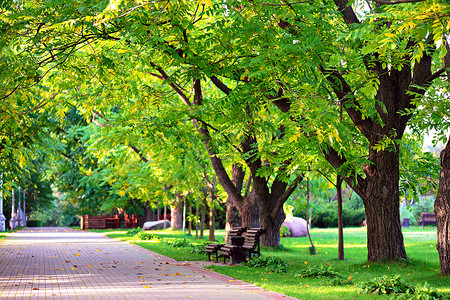 满洲秋天的风景公园里美丽的秋天走道上的长凳曼丘里安核桃胡同阳光明媚的秋天背景