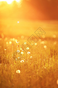 春天阳光明媚的蒲公英草地春天的乡村景色日落时的野生草地白俄罗斯图片