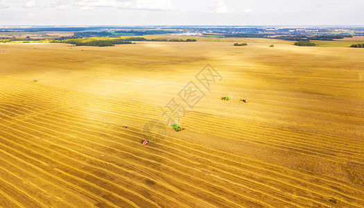 农业收割机收获金熟麦田俯视高清图片