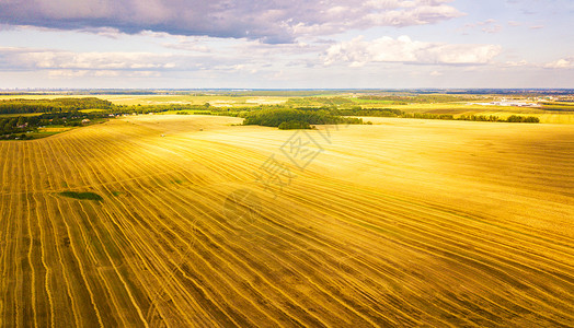 金小麦联合收割机农业机收获金熟麦田背景