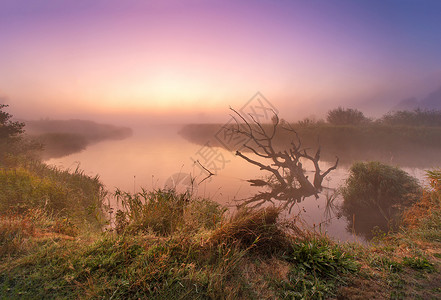老掉牙的干橡木躺水里,走向日出秋雾乡村景观奈曼河,白俄罗斯图片