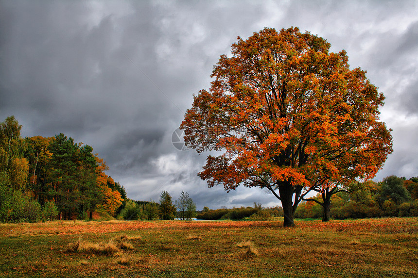 雨阴云密布的天空笼罩着薄雾草地上的橙色秋橡树金色的秋天景观森林里五颜六色的树图片